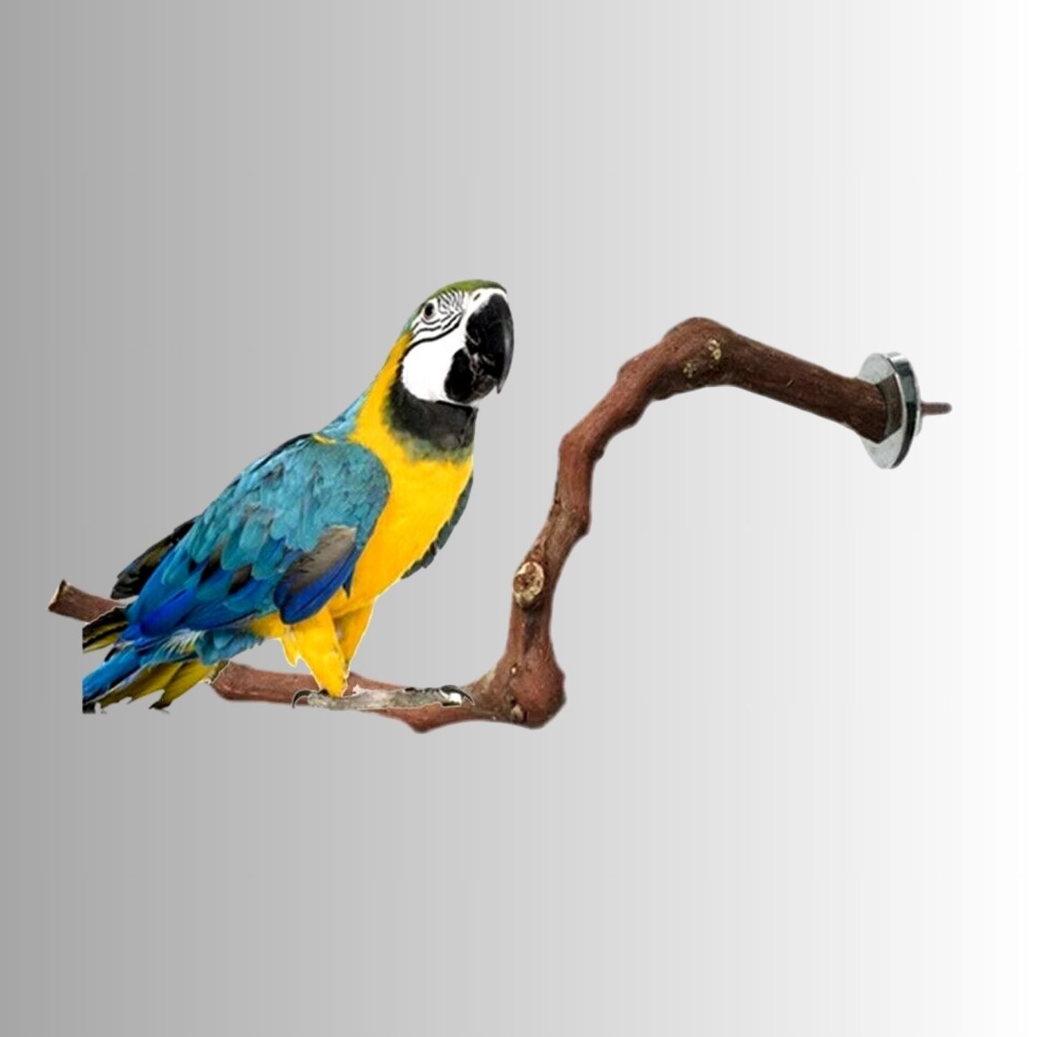 Natuurlijke Vogelstand tak met blauwe gele papegaai